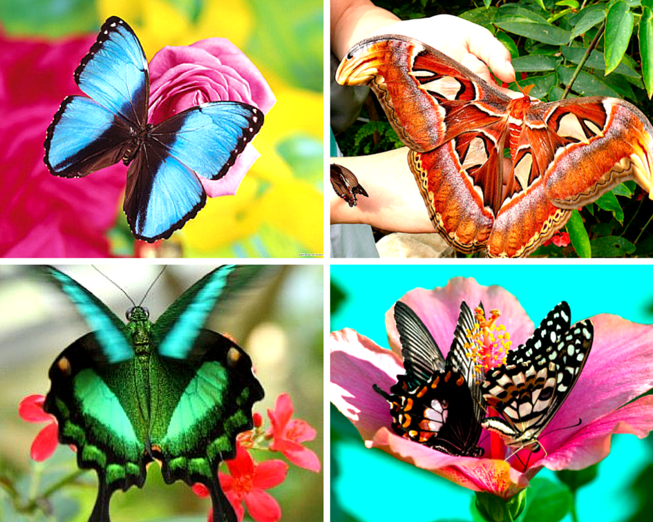 Тропические бабочки. Экзотические бабочки. Редкие бабочки. Бабочки разных цветов. Хотела стать бабочкой