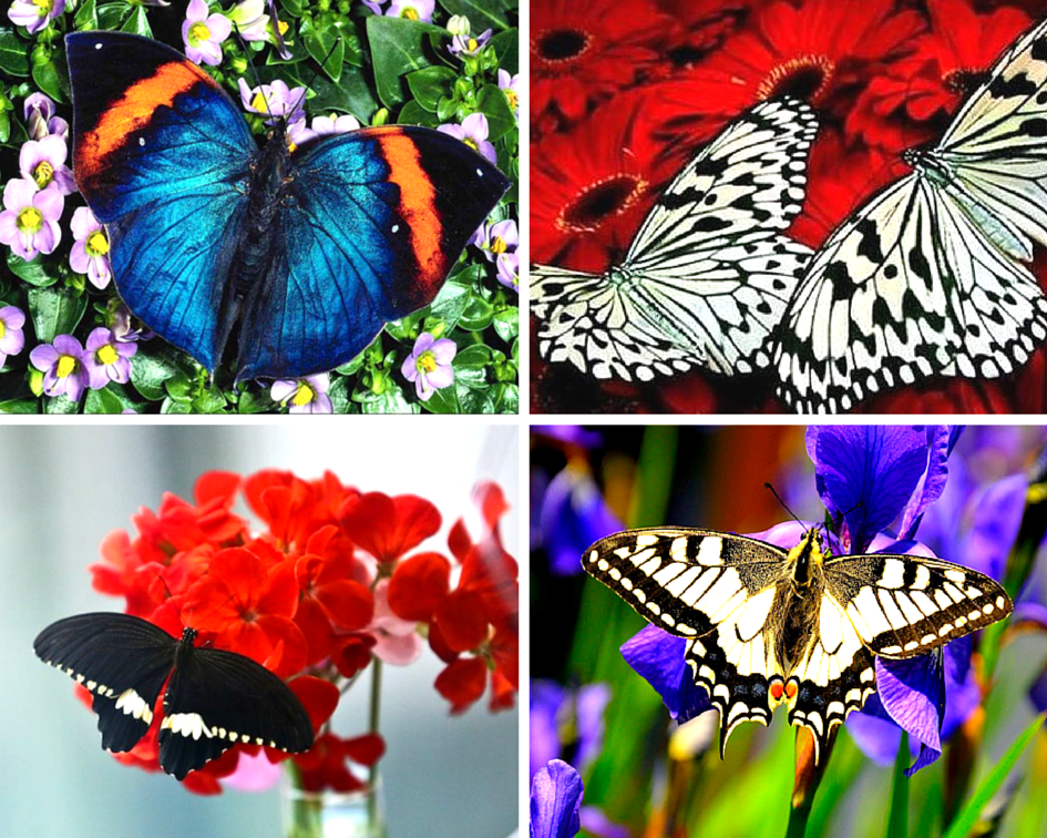 Разнообразие бабочек. Тропические бабочки. Расцветки бабочек. Разные бабочки.